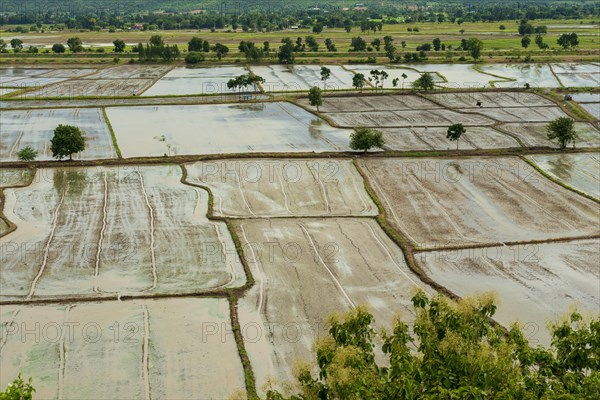 Rice fields from the temple complex