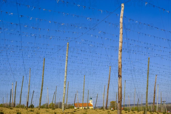 Hop fields