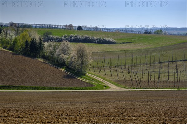 Hop fields