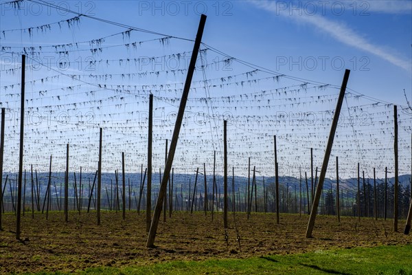 Hop fields