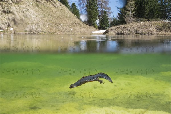 Alpine newt (Ichthyosaura alpestris)