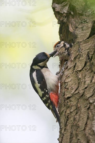 Great Spotted Woodpecker (Dendrocopos major) feeding young birds in breeding burrow