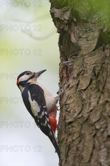 Great Spotted Woodpecker (Dendrocopos major) on tree trunk in front of breeding burrow with squabs