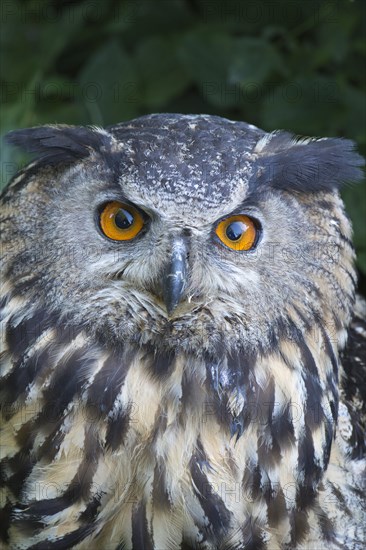 Eurasian eagle-owl (Bubo bubo)