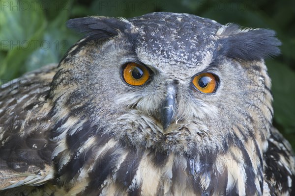 Eurasian eagle-owl (Bubo bubo)