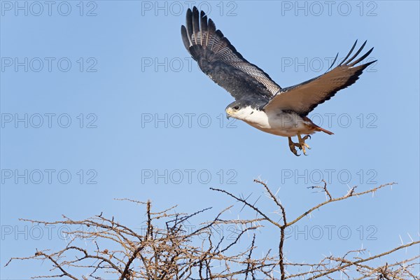 Augur buzzard (Buteo augur) in flight