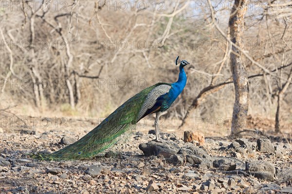 Indian peafowl