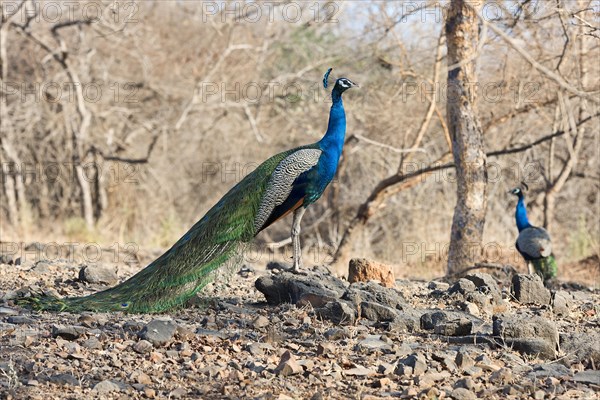 Indian peafowl