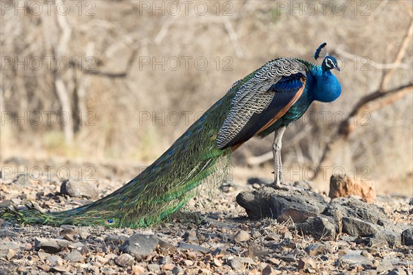 Indian peafowl