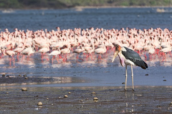 Marabou stork (Leptoptilos crumeniferus) and lesser flamingos (Phoeniconaias minor)