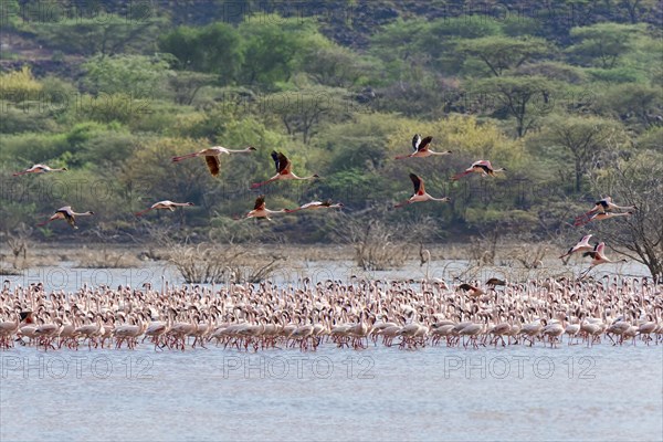 Flamingos (Phoenicopteridae)