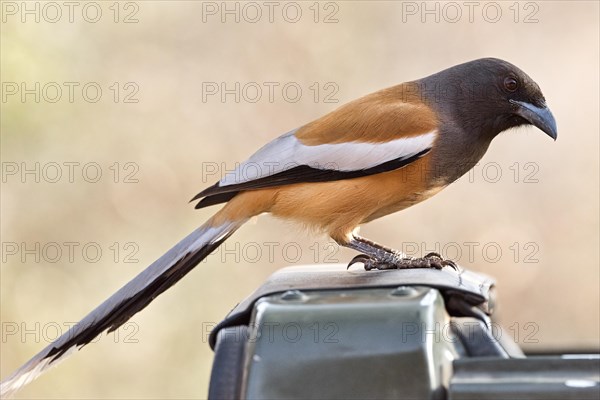 Rufous treepie (Dendrocitta vagabunda)