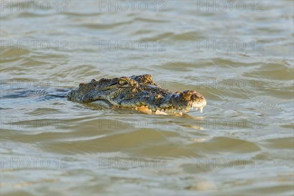 Nile crocodile (Crocodylus niloticus)