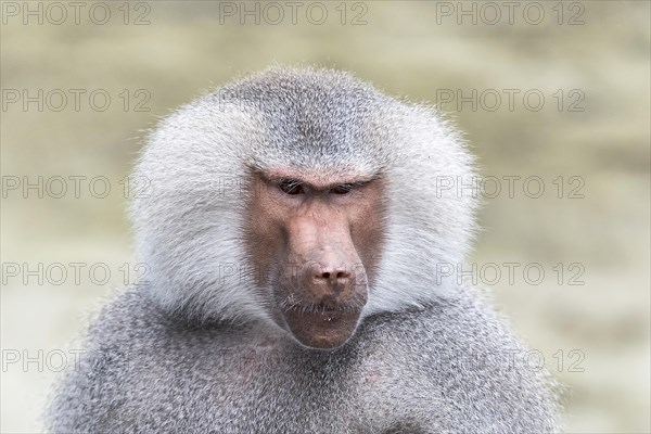 Captive adult male mantelpavian (Papio hamadryas)