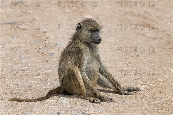 Yellow baboon (Papio cynocephalus)