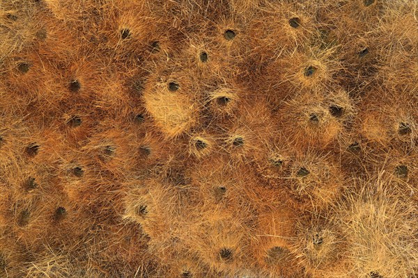 Nest of Sociable Weaver (Philetairus socius)