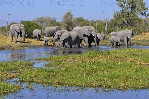 African elephants (Loxodonta africana)