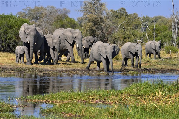 African elephants (Loxodonta africana)