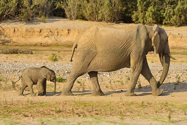 Namibian Desert elephants (Loxodonta africana)