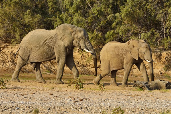 Namibian Desert elephants (Loxodonta africana)