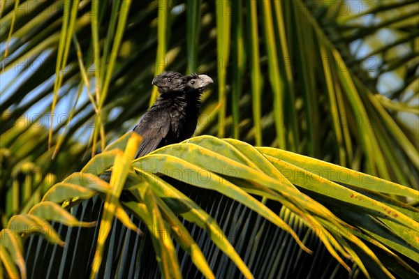 Groove-billed ani (crotophaga sulcirostris)