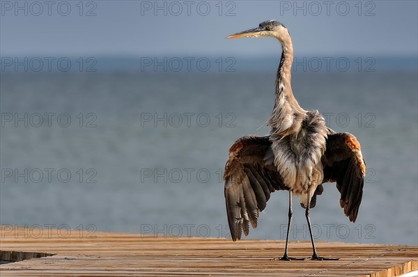 Great blue heron (ardea herodias)