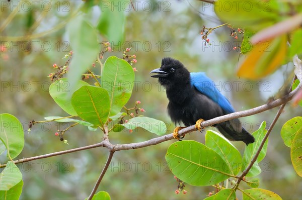 Yucatan jay (cyanocorax yucatanicus)