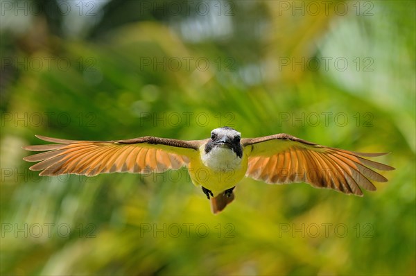 Great kiskadee (pitangus sulphuratus)