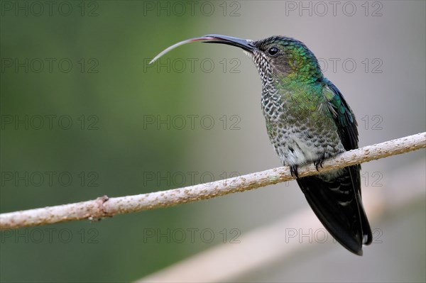 Female White-necked jacobin (florisuga mellivora) with tongue