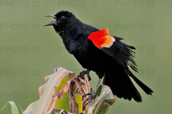 Red-winged blackbird (agelaius phoeniceus)