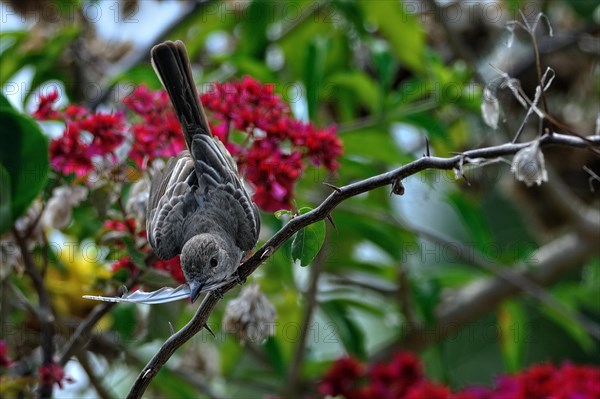 Yucatan flycatcher (myiarchus yucatanensis)