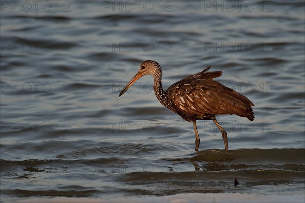 Limpkin (aramus guarauna)