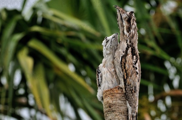 Northern potoo (nyctibius jamaicensis) with chick