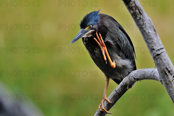 Green heron (butorides virescens)