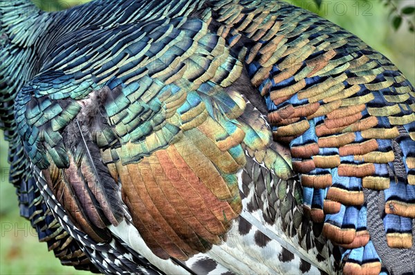 Ocellated turkey (meleagris ocellata)