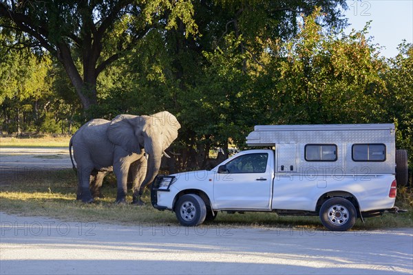 African Elephant (Loxodonta africana) standing in front of RV