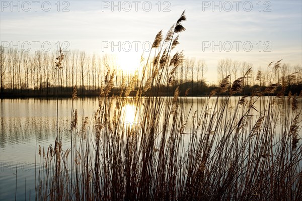 Common reeds (Phragmites australis