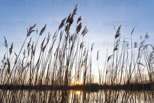 Common reeds (Phragmites australis