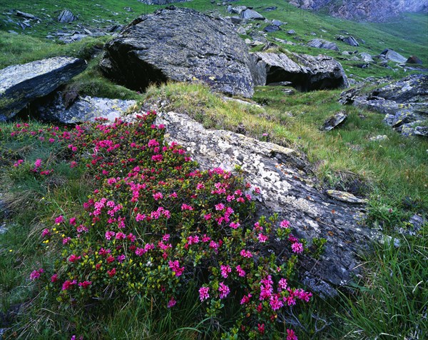 Alpine rose (Rhododendron ferrugineum)