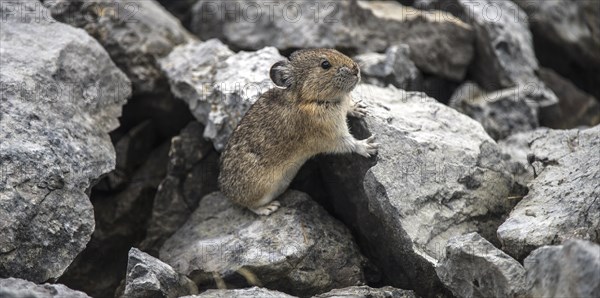 American pika (Ochotona princeps) on the lookout