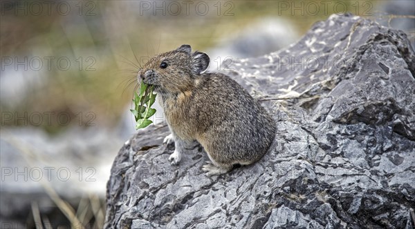 American pika (Ochotona princeps)