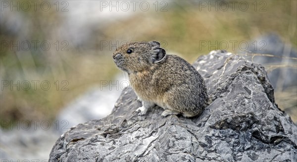 American pika (Ochotona princeps) on the lookout