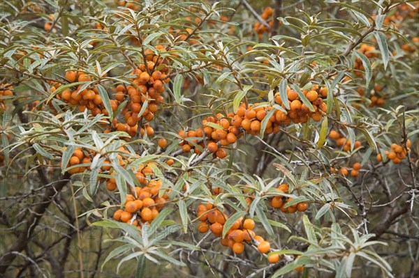 Common sea-buckthorn (Hippophae rhamnoides) with orange berries