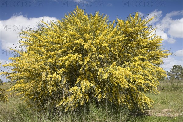 Flowering silver wattle (Acacia dealbata)