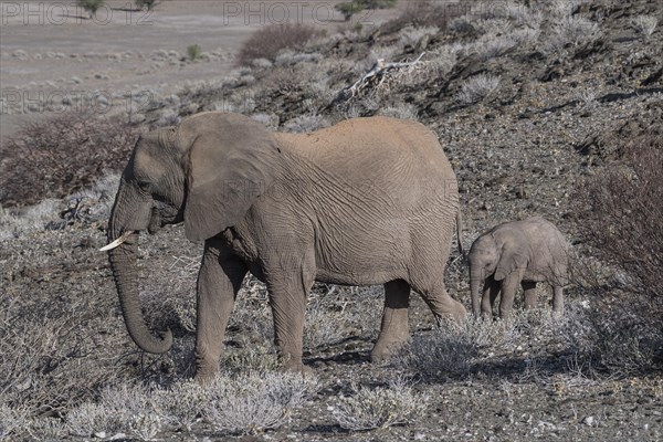 African bush elephants (Loxodonta africana)