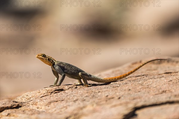 Common agama