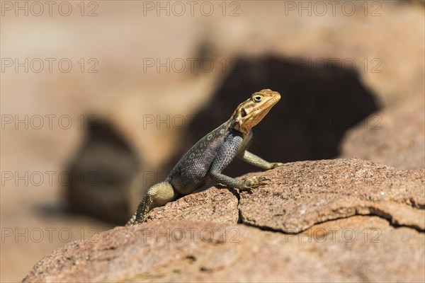 Common agama