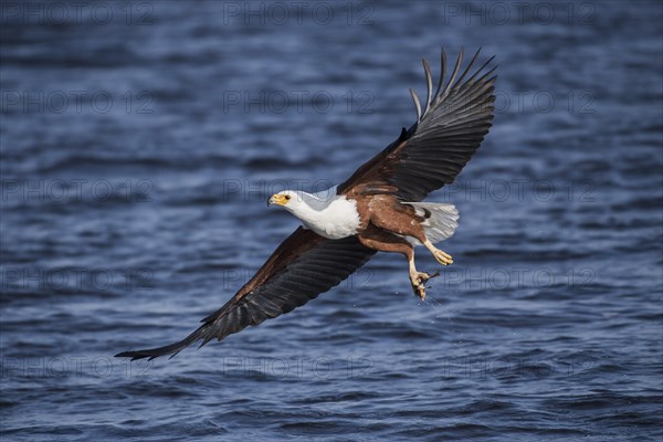African fish eagle (Haliaeetus vocifer) flying with fish over water