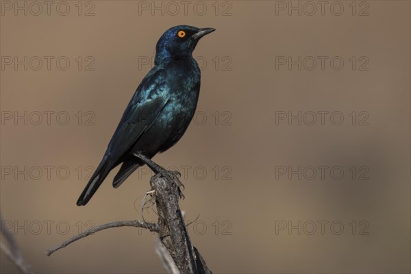 Greater blue-eared starling (Lamprotornis chalybaeus) sitting on tree branch