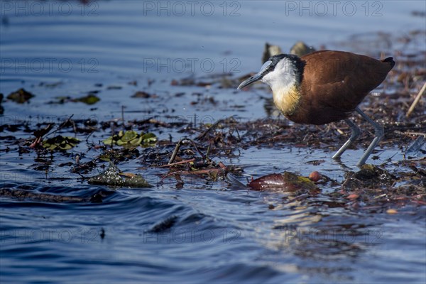 African Jacana (Actophilornis africanus) in water